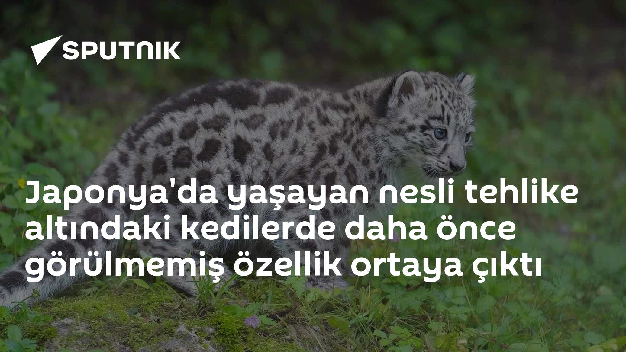 Tsushima Pars Kedilerinde Daha Önce Hiç Görülmemiş Kısa Kuyruk Özelliği Tespit Edildi
