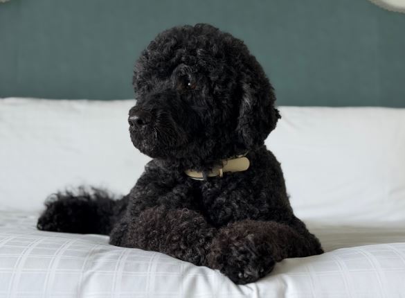 Obama'nın köpeği Sunny 13 yaşında hayatını kaybetti