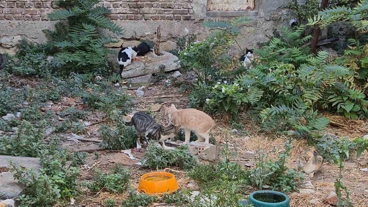 Tekirdağ'da Bir Adam Boş Alanda 50 Kediye Bakıyor: Yem Bulmak Giderek Zorlaşıyor