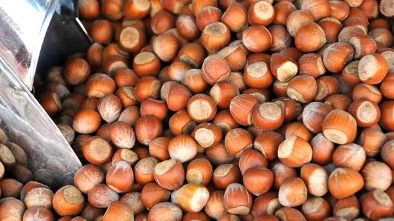 Karadeniz'de Fındık Piyasasında Sert Denetim