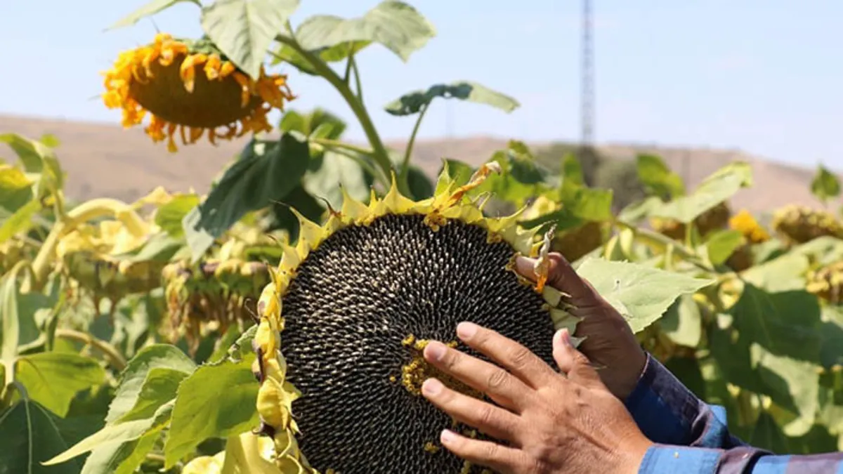 TİGEM'in Dalaman İşletmesi 1600 Ton Ayçiçeğini İhaleye Çıkarıyor