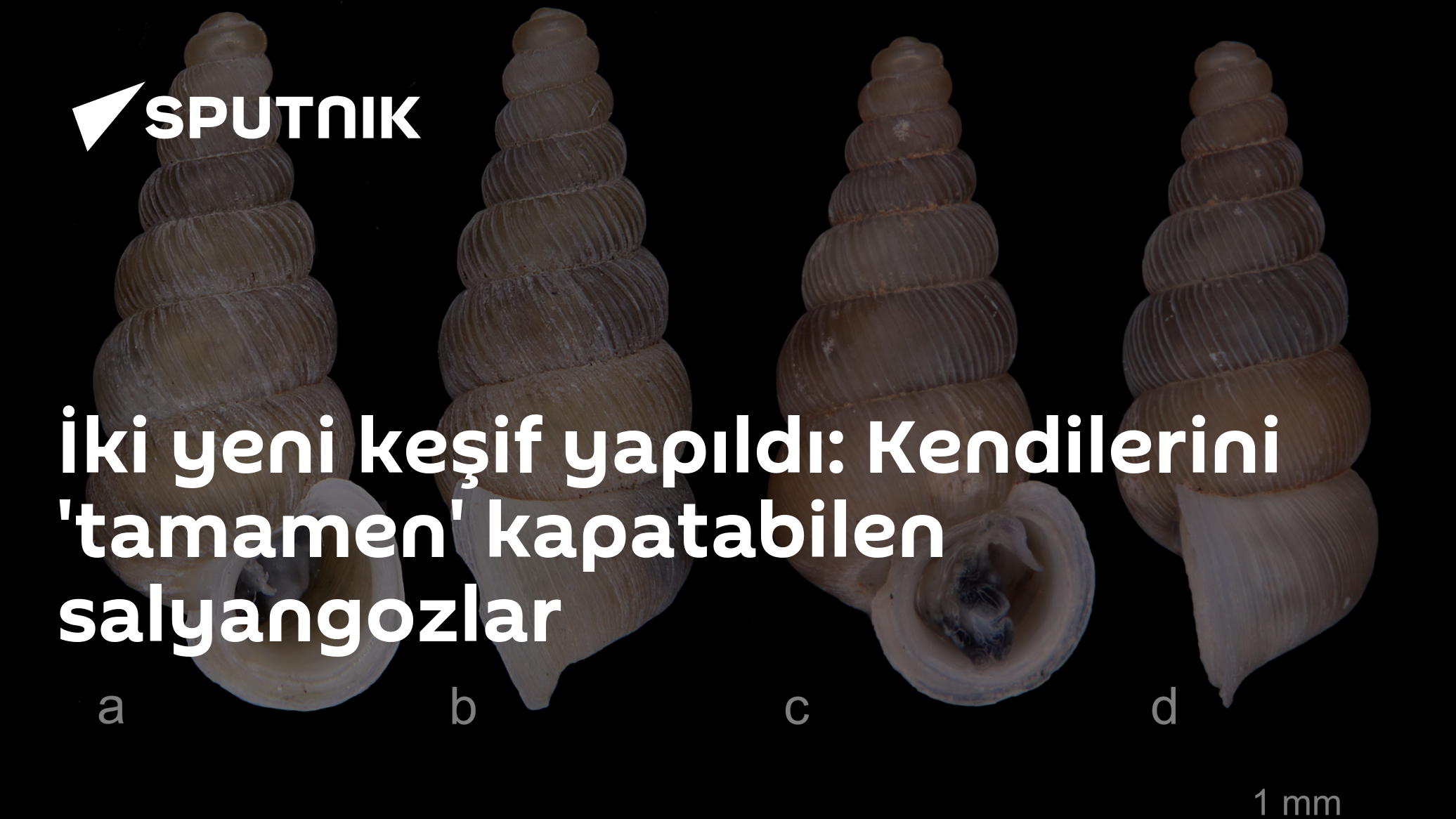 Karadağ'da iki yeni salyangoz türü keşfedildi: Kabuklarını 'kapı gibi' kapatabiliyorlar