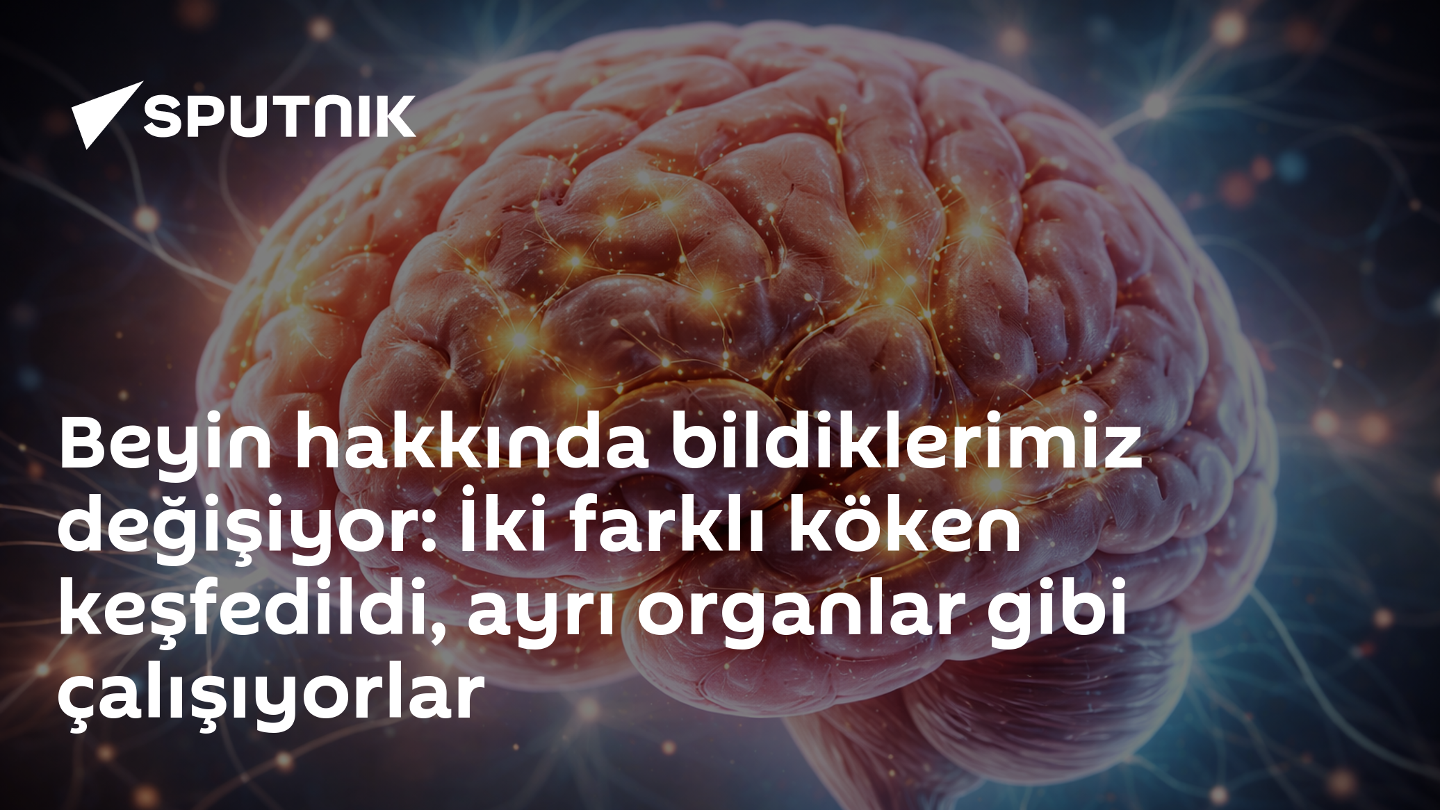 Stanford Araştırması Beynin Ön ve Arka Bölümlerinin Ayrı Kökenlerini Ortaya Koydu