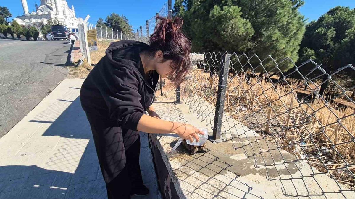 Süleymanpaşa'da Otluk Yangınında Alevler Arasındaki Kaplumbağa Kurtarıldı