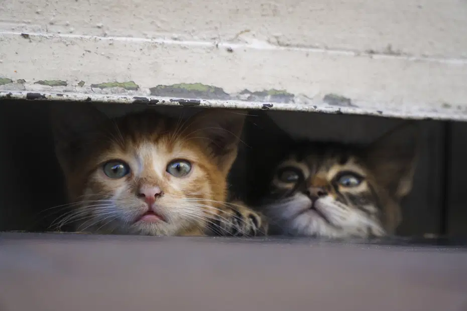 Vietnam'da 2 Bin 700 Kedi Çalan 12 Kişilik Çete Gece Operasyonuyla Çökertildi