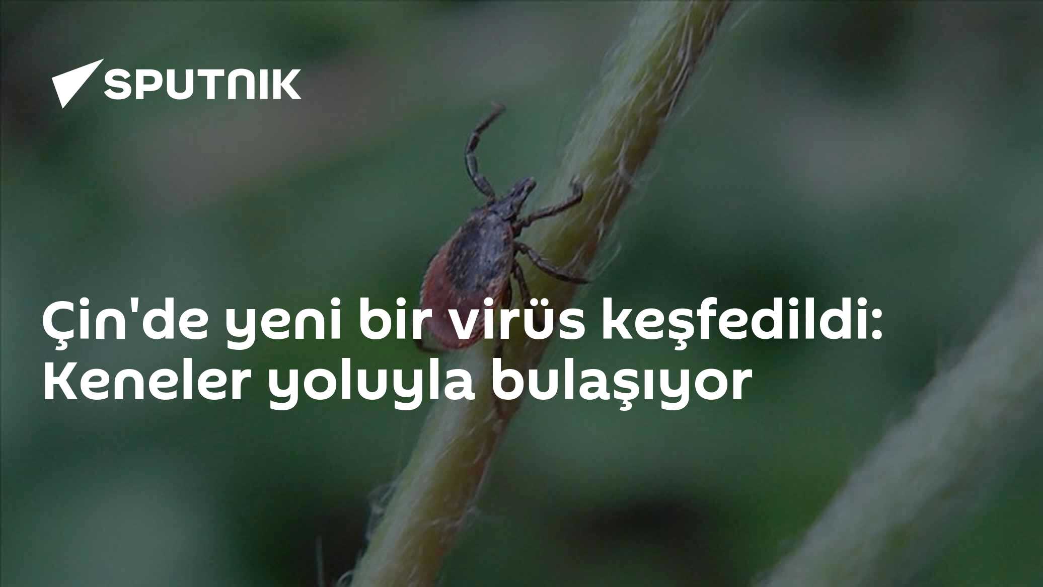 Çin'de kenelerden bulaşan yeni virüs keşfedildi: ALTNV nedir, belirtileri neler?