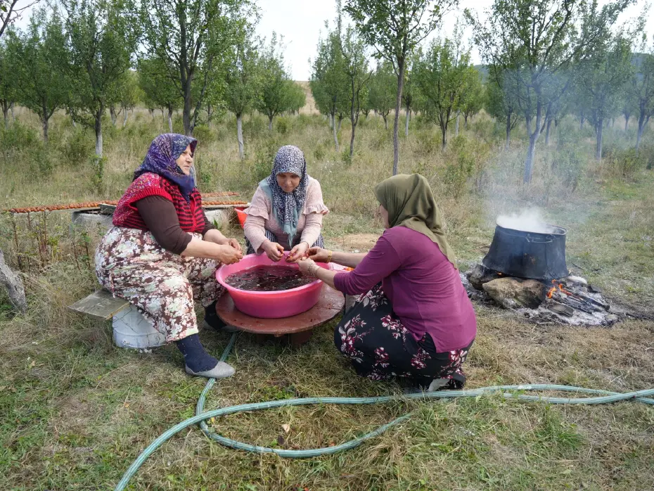 Kastamonu'ya Özgü Üryani Eriğinde Hasat Dönemi Başladı