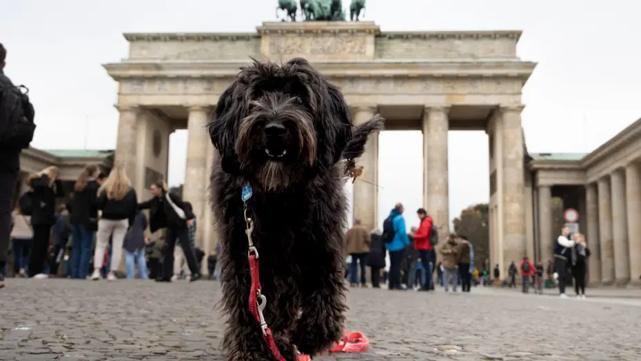 Almanya'da Köpek Vergisi Geliri 429,7 Milyon Euroya Ulaştı