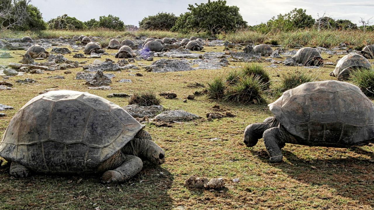 Aldabra Atolü'nde 180 Bin Dev Kaplumbağa: Türün Kayıtlara Geçen En Yüksek Nüfusu