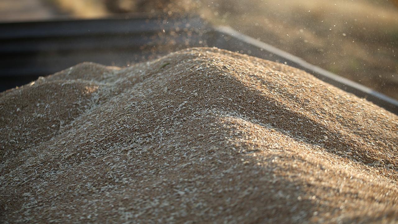 TİGEM Polatlı'dan 4 Bin 427 Ton Buğday İhalesi: 22 Ekim'de Satışa Çıkıyor