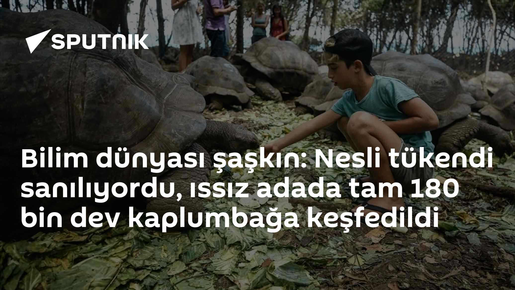 Aldabra Atolü'nde 180 Bin Dev Kaplumbağa: Bilim Dünyasının En Büyük Koruma Başarılarından Biri