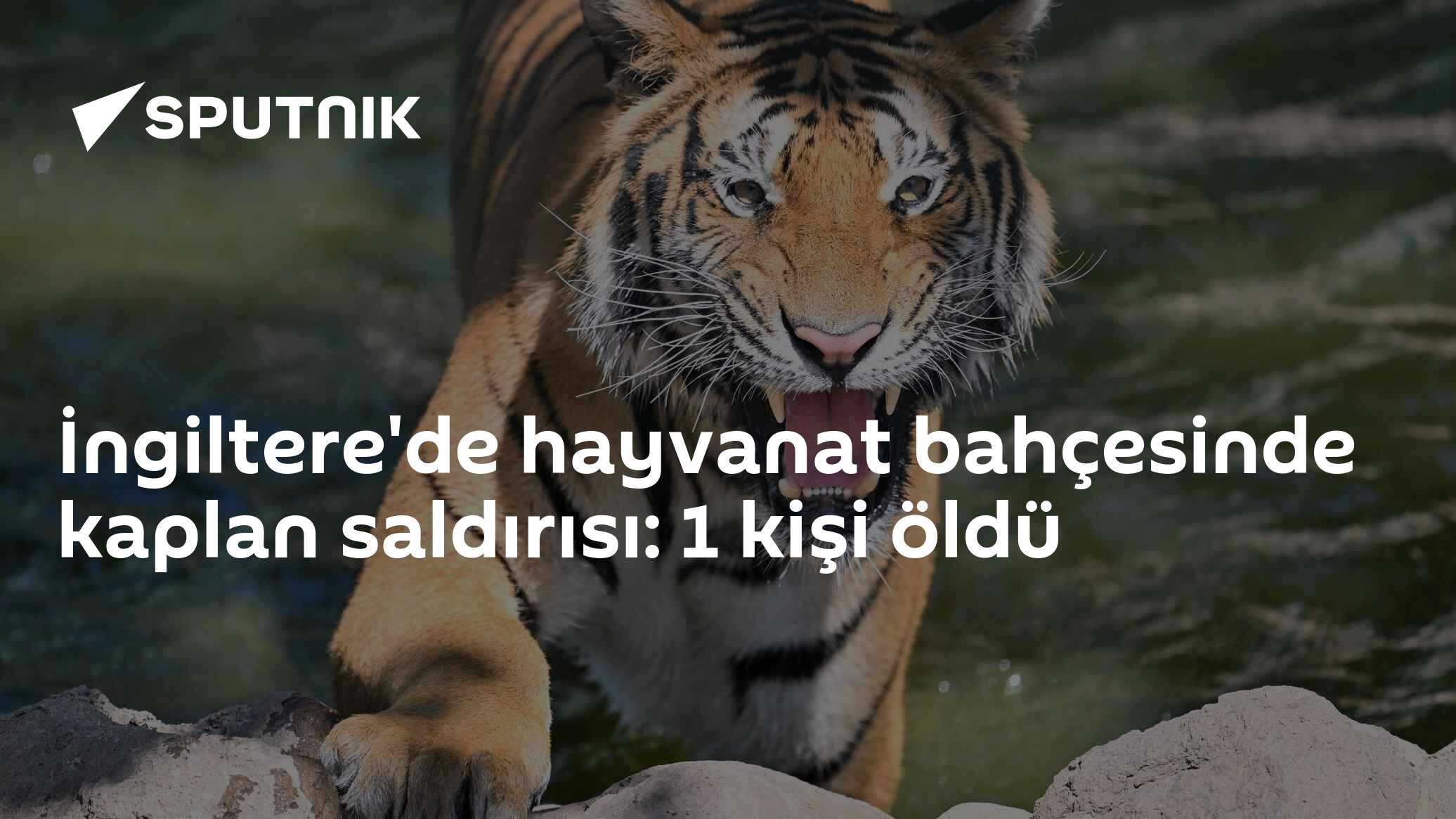 Yorkshire Wildlife Park'ta Bengal kaplanı saldırısı: 1 kişi hayatını kaybetti