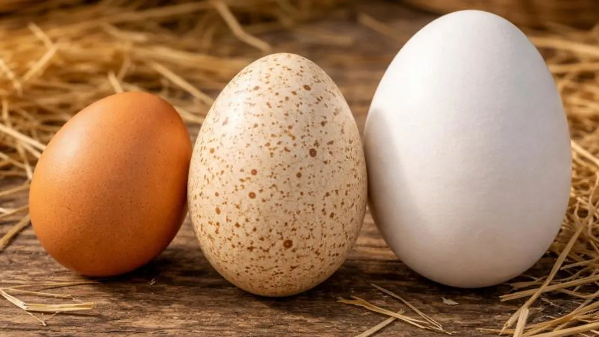 Hindi Yumurtası Neden Sofralara Giremiyor? Asıl Sebep Sandığınızdan Farklı