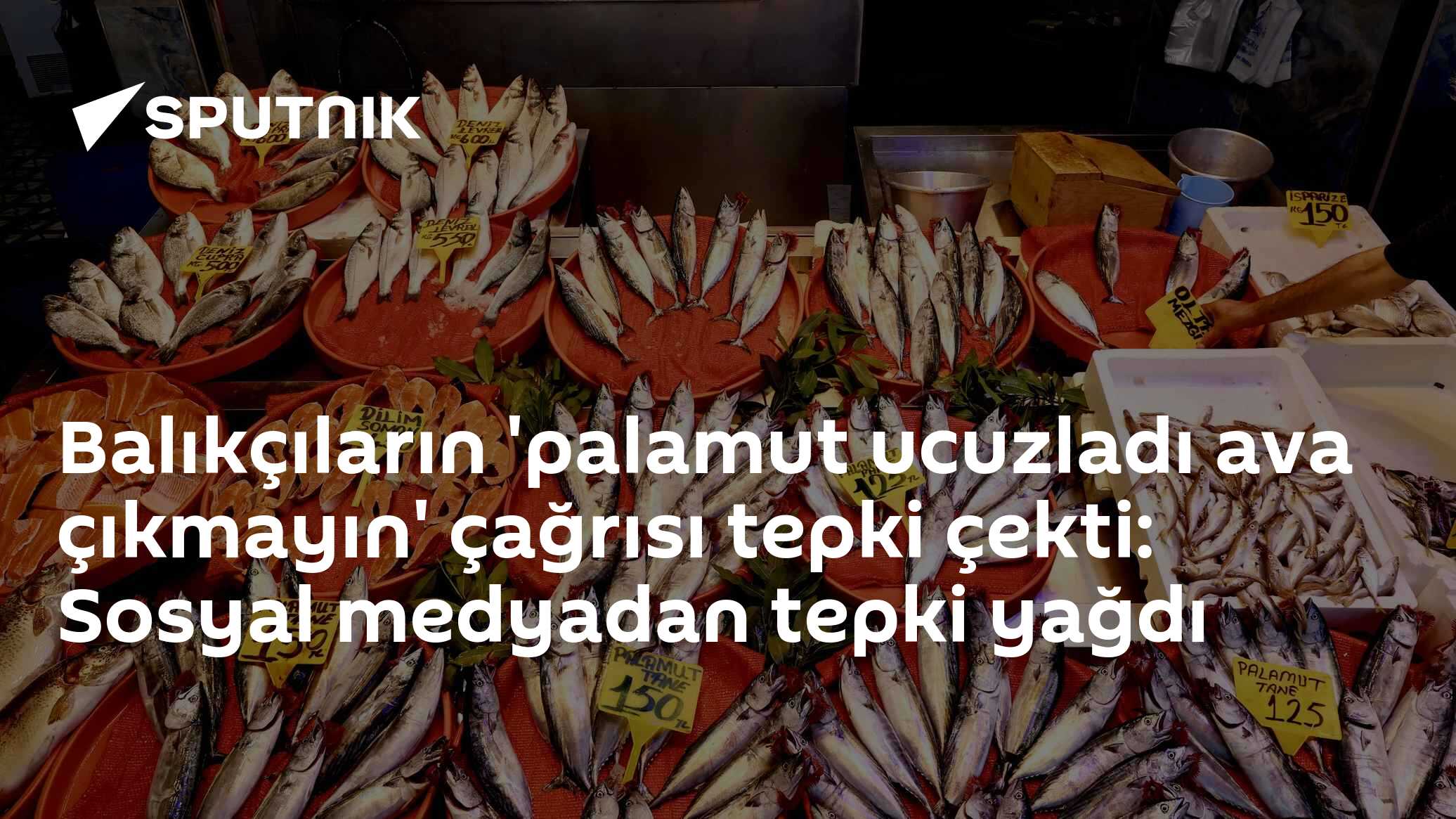 Palamut bolluğu fiyatları düşürünce balıkçı birliği avlanmayı durdurun dedi, vatandaş isyan etti