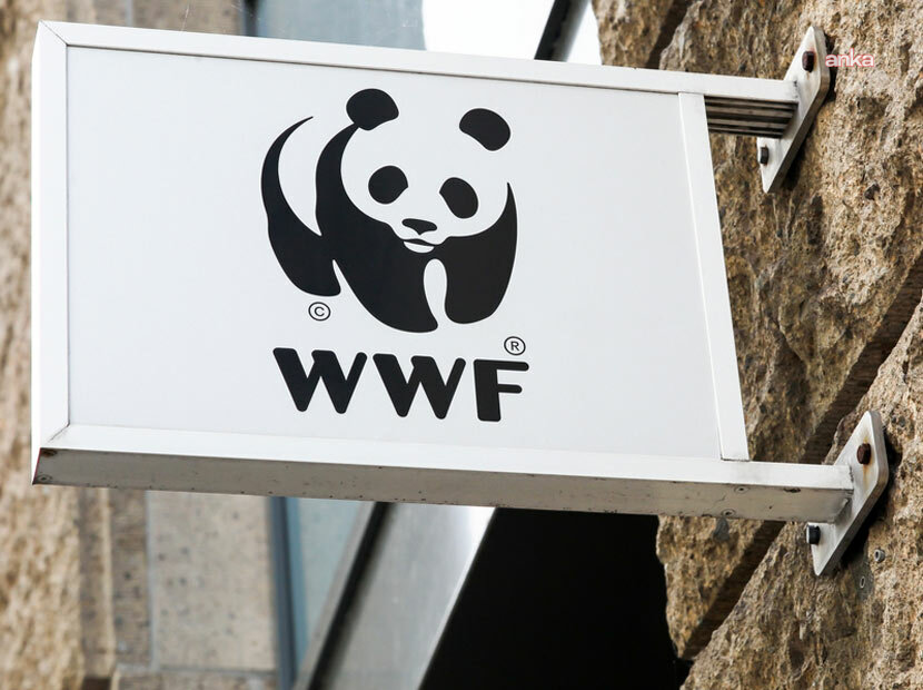 WWF Türkiye'den İstanbul seli sonrası uyarı: Dere yatakları yapılaşmaya açılmamalı