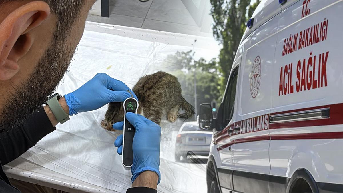 Tokat'ta norovirüs salgını evcil hayvanlara da sıçradı: 15'ten fazla klinikte ishal ve kusma vakaları görüldü