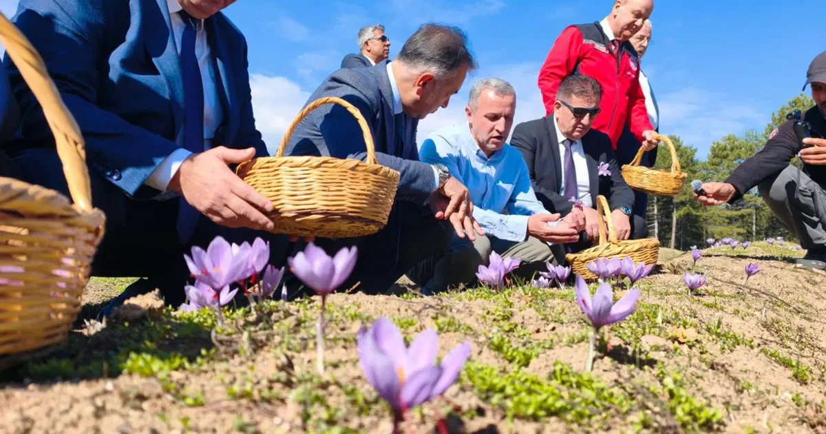Safranbolu'da 'Altın Baharat' Hasadı: Kilosu 800 Bin TL'den Satışa Sunuluyor