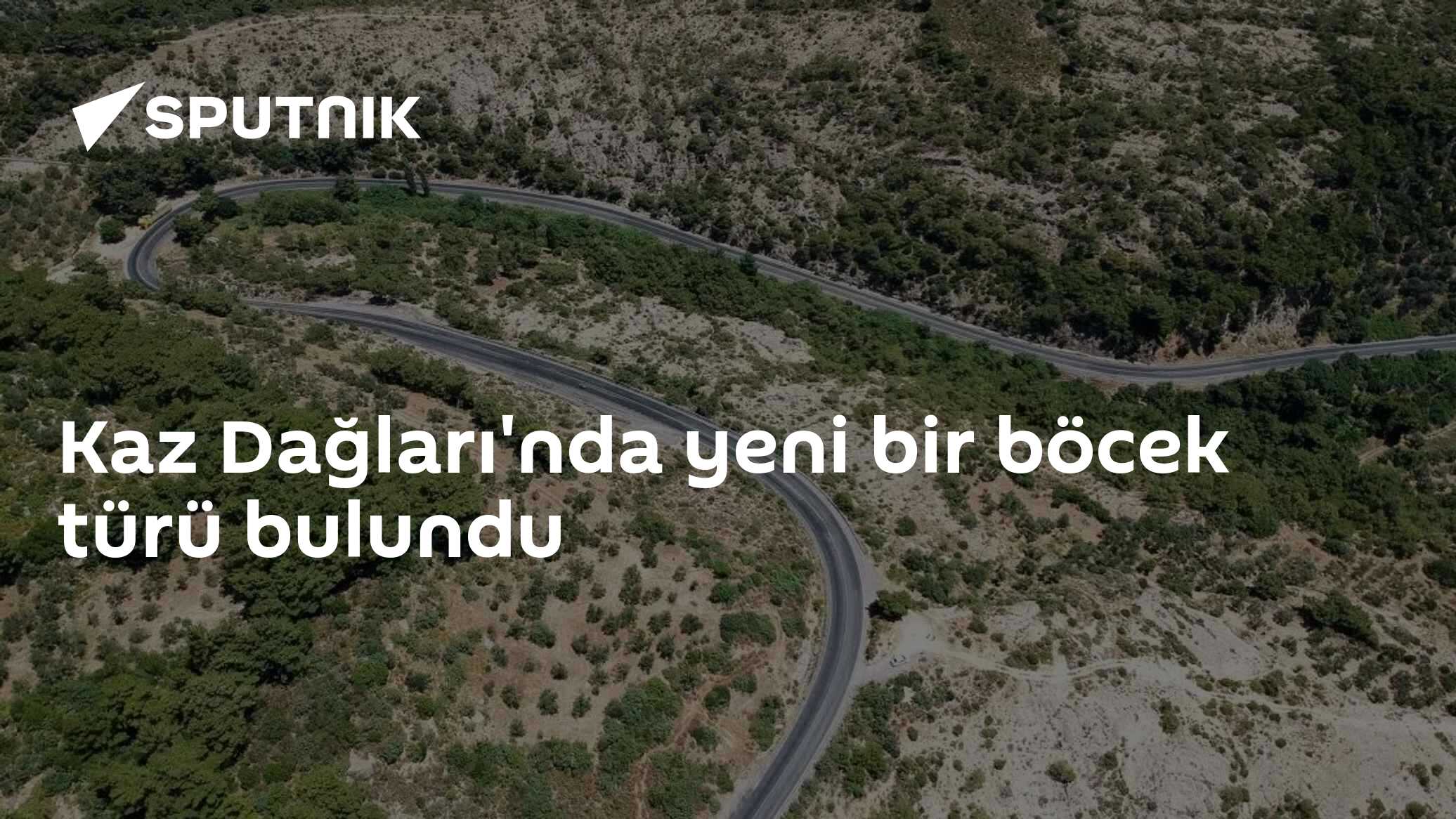 Kaz Dağları'nda Yeni Bir Böcek Türü Keşfedildi: 'Anuromyzus acantholimonis