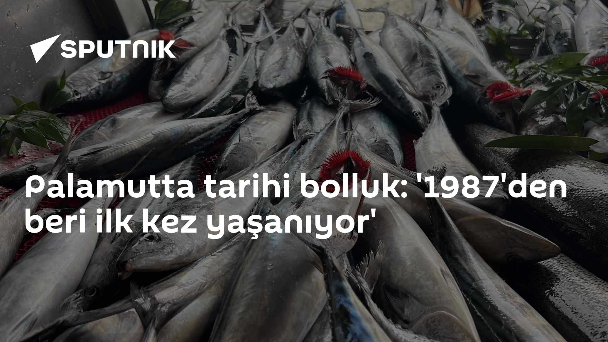 Balıkçılar 1987'den Bu Yana Görülmemiş Palamut Bolluğuyla Karşı Karşıya