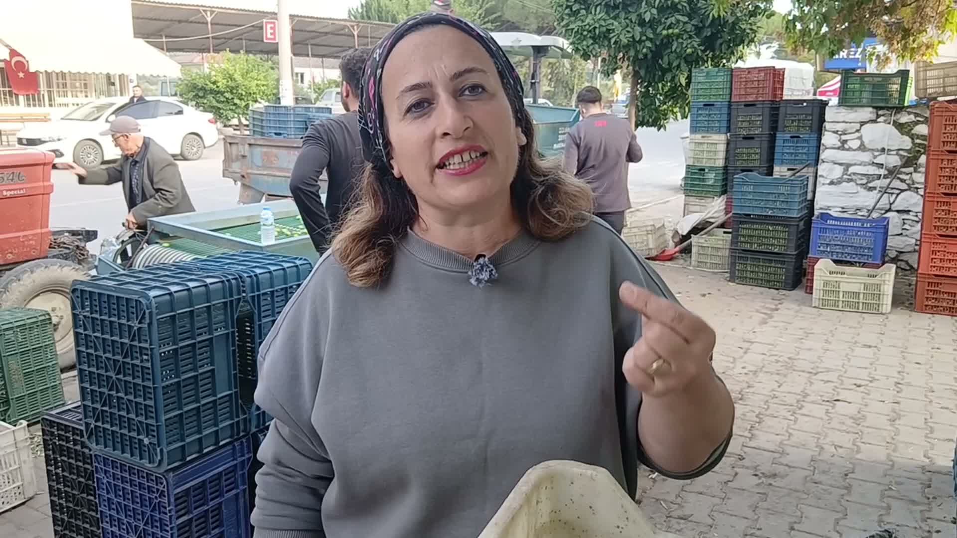 Karacasu'da zeytin tüccarı isyan etti: 'Köylü biterse herkes biter