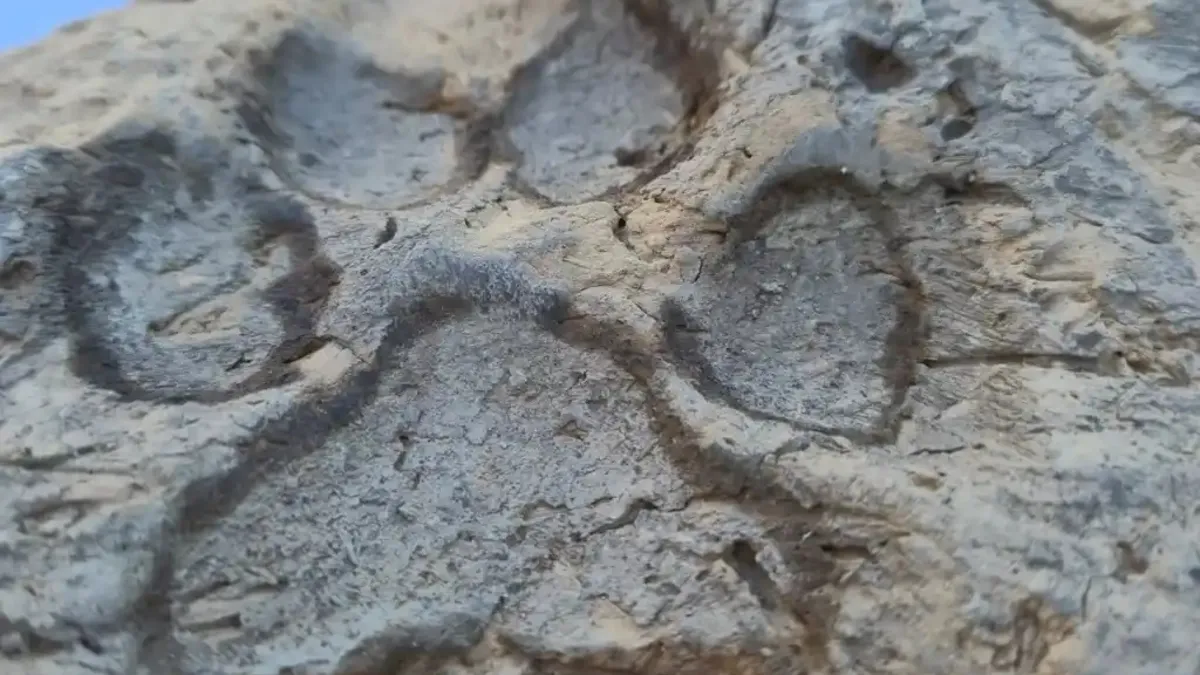 Kütahya'daki Tavşanlı Höyük'te 4 Bin Yıllık Köpek Pati İzi Ortaya Çıktı